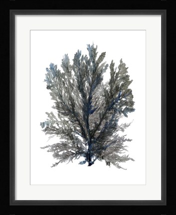 Framed Ocean Bloom III Print