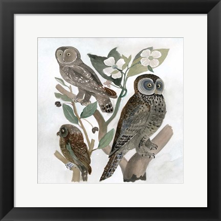 Framed Traditional Owls II Print