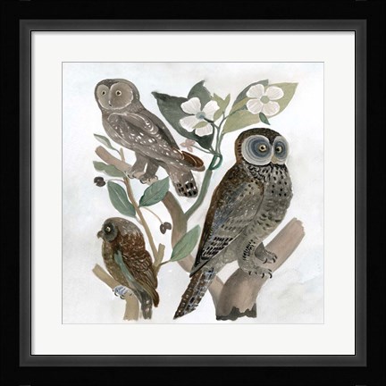 Framed Traditional Owls II Print