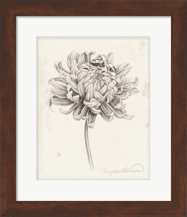 Framed Graphite Chrysanthemum Study I Print