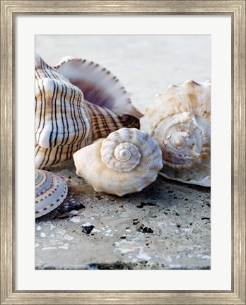 Framed Gifts of the Shore I Print