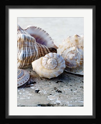 Framed Gifts of the Shore I Print