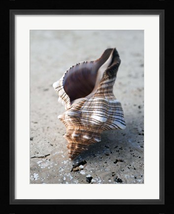 Framed Gifts of the Shore II Print