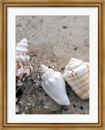 Framed Gifts of the Shore IV Print