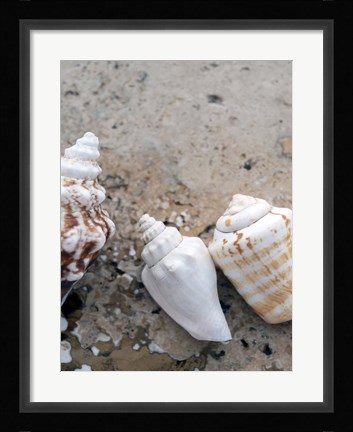 Framed Gifts of the Shore IV Print