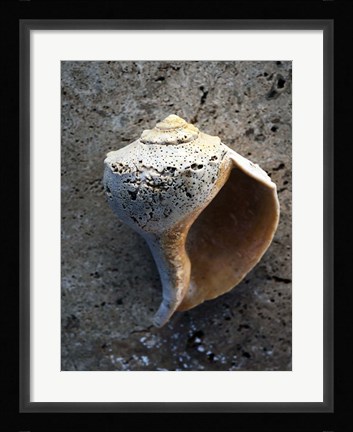 Framed Gifts of the Shore V Print