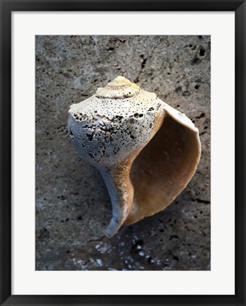 Framed Gifts of the Shore V Print