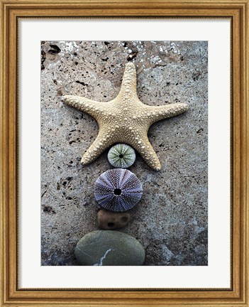 Framed Gifts of the Shore VII Print