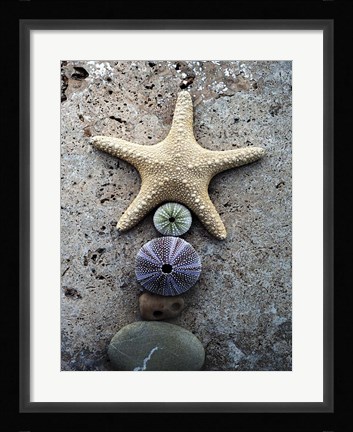 Framed Gifts of the Shore VII Print