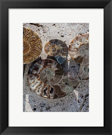 Framed Gifts of the Shore XI Print