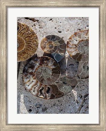 Framed Gifts of the Shore XI Print