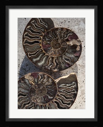 Framed Gifts of the Shore XIII Print