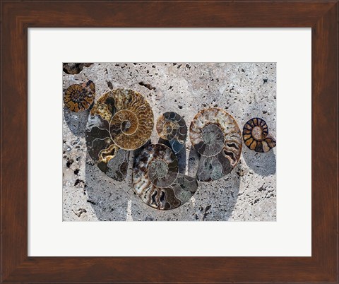 Framed Gifts of the Shore XIV Print