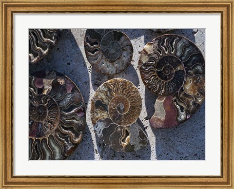 Framed Gifts of the Shore XV Print
