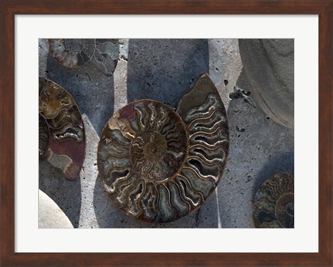 Framed Gifts of the Shore XVI Print