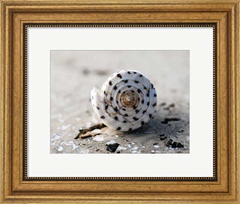 Framed Gifts of the Shore XVII Print