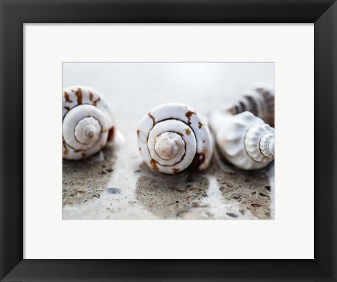 Framed Gifts of the Shore XVIII Print