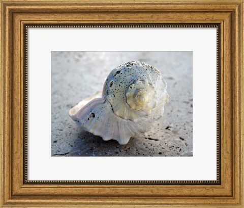 Framed Gifts of the Shore XIX Print