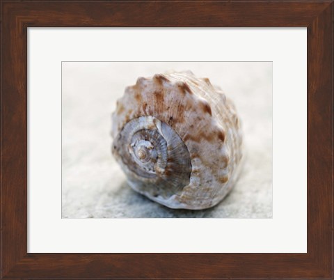 Framed Shell Portrait V Print