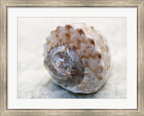 Framed Shell Portrait V Print