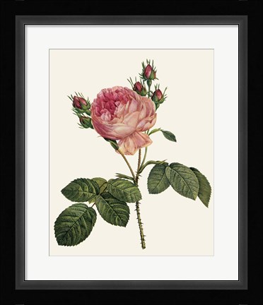 Framed Redoute's Rose I Print