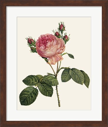 Framed Redoute&#39;s Rose I Print
