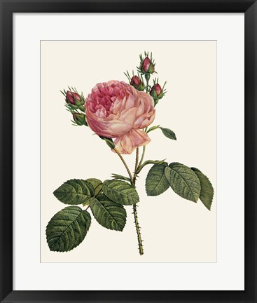 Framed Redoute&#39;s Rose I Print