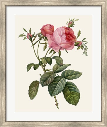 Framed Redoute&#39;s Rose II Print