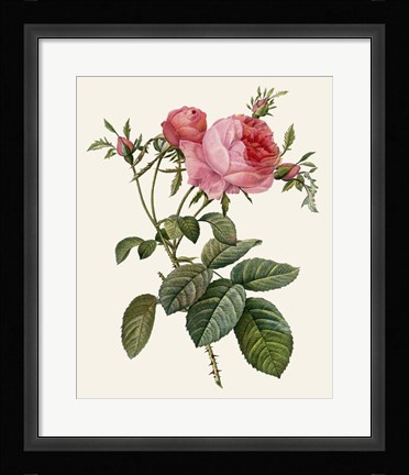 Framed Redoute's Rose II Print