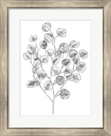 Framed Eucalyptus Sketch I Print