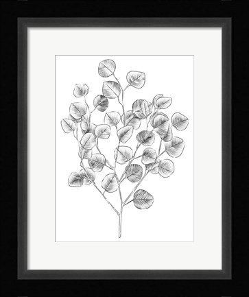 Framed Eucalyptus Sketch I Print