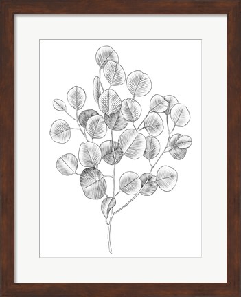 Framed Eucalyptus Sketch II Print