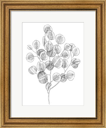 Framed Eucalyptus Sketch II Print