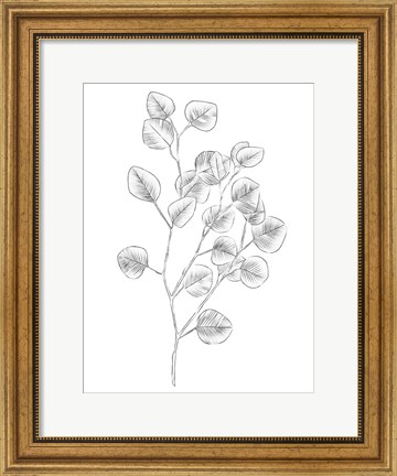 Framed Eucalyptus Sketch III Print