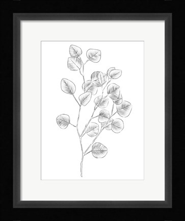 Framed Eucalyptus Sketch III Print