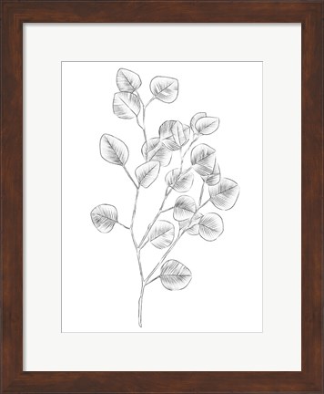 Framed Eucalyptus Sketch III Print