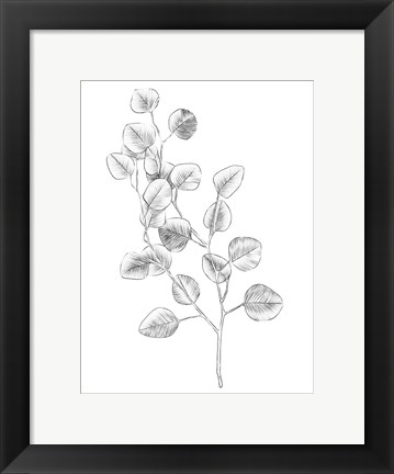 Framed Eucalyptus Sketch IV Print