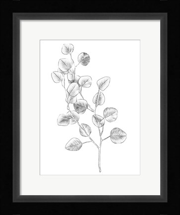 Framed Eucalyptus Sketch IV Print