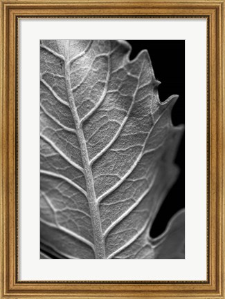 Framed Striking Leaf II Print