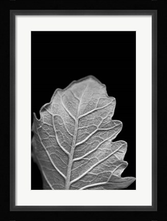 Framed Striking Leaf III Print