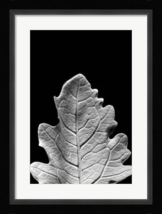 Framed Striking Leaf IV Print
