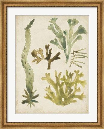 Framed Vintage Sea Fronds I Print