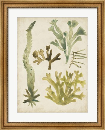 Framed Vintage Sea Fronds I Print