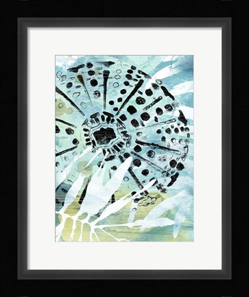 Framed Echinoidia II Print