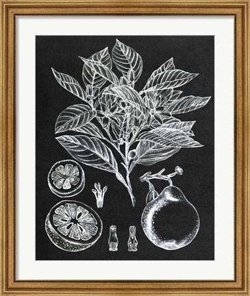 Framed Citrus Botanical Study I Print