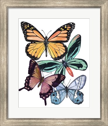 Framed Butterfly Swatches I Print