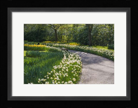 Framed Sunlit Path In Daffodil Garden Print