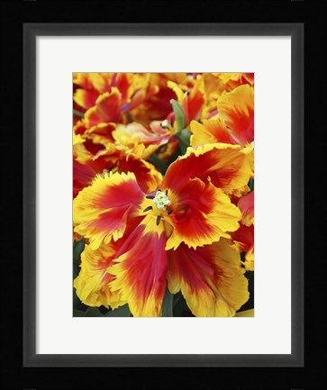 Framed Yellow And Red Parrot Tulips Print