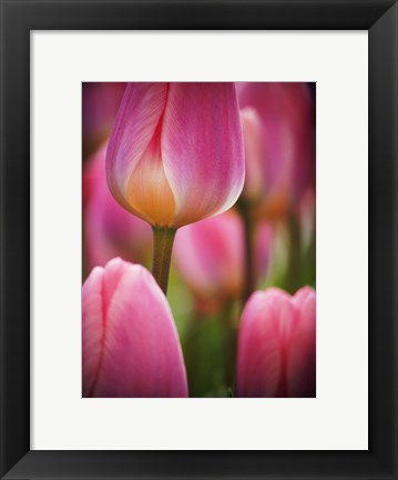 Framed Macro Of Colorful Tulip 2, Netherlands Print