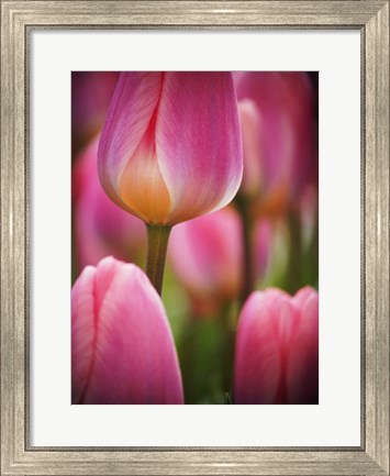 Framed Macro Of Colorful Tulip 2, Netherlands Print